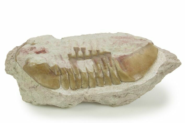 Bargain, Fossil Subasaphus Laticaudatus Trilobite - Russia #363114